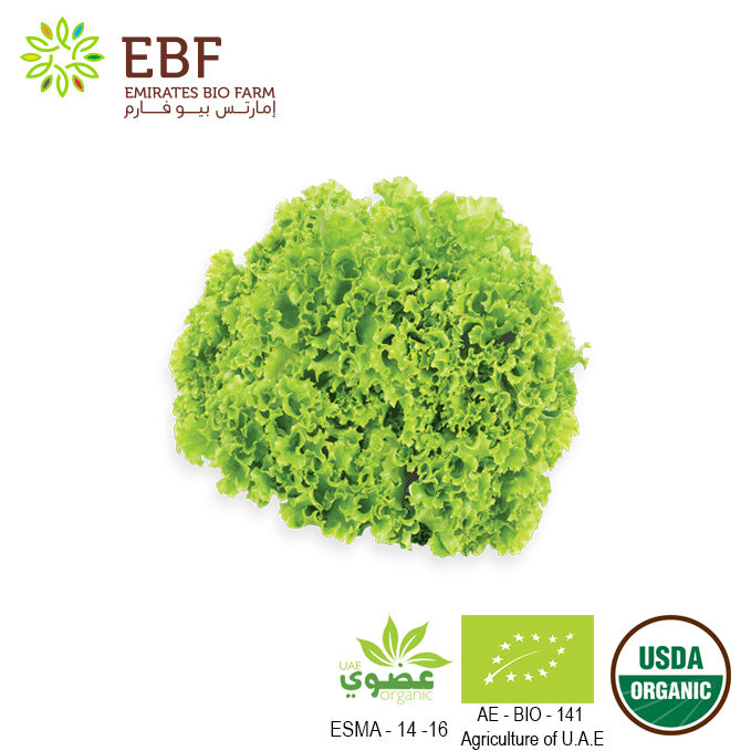 Organic Green Lolo Rosa Lettuce - 1Pc (400gm)