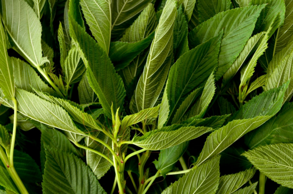 Organic Molokhia (2kg)