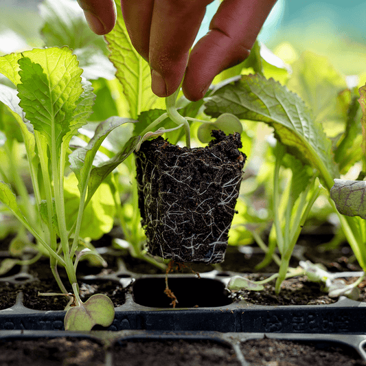 Calendar for Planting Vegetables & Fruits in the UAE