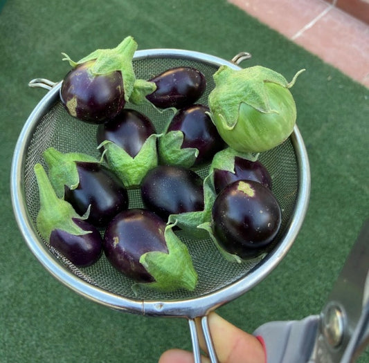 Growing eggplants in the UAE