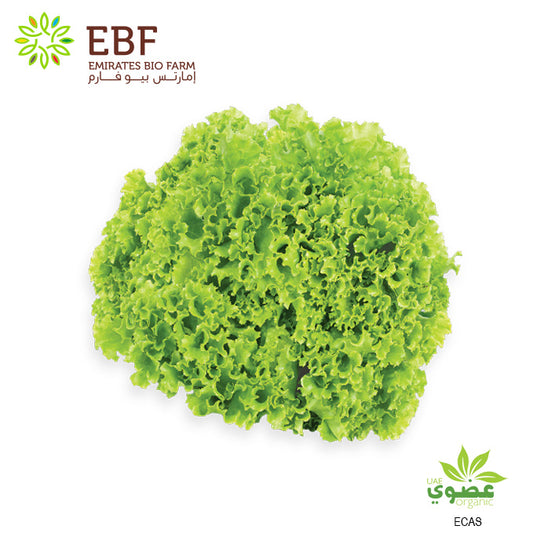 Organic Green Lollo Rosa Lettuce - 1Pc