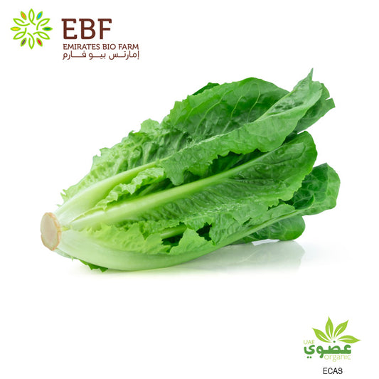 Organic Romaine Lettuce - 1Pc (500gm)