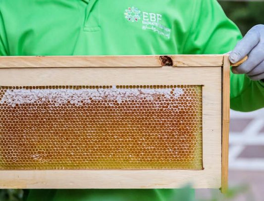 Raw Local Sidr Honey Frame - Approx (1.8 - 2.2kg)